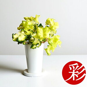 y悠zϗtA  ϗtA ACr[E[Cg O|bg 픫 { CeA  e[u ~jϗtA ACr[  {  JXj ړ]j j