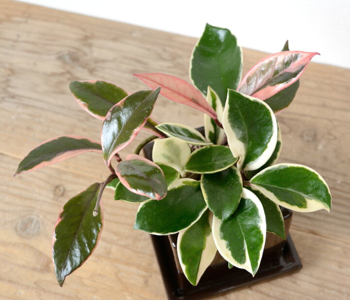 楽天市場 サクラランと呼ばれています ひょこっと出てくるピンクの葉っぱがかわいい ホヤ カルノーサ バリエガタ フイリサクララン ミニ観葉植物 陶器 アジアン ハートホヤ 観葉植物 小さい 室内 ギフト プレゼント 観葉植物の専門店 彩植健美 楽天市場 サクラランと呼ばれています ひょこっと出てくるピンクの葉っぱがかわいい ホヤ カルノーサ バリエガタ フイリサクララン ミニ観葉植物 陶器 アジアン ハートホヤ 観葉植物 小さい 室内 ギフト プレゼント 観葉植物の専門店 彩植健美