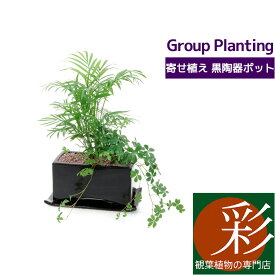 楽天市場 寄せ植え セット 種類 植物 ヤシ 花 観葉植物 花 ガーデン Diy の通販