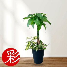 【26日01:59まで最大7%引クーポン配布中】観葉植物 本物 パキラの寄せ植えセラアート鉢 7号鉢 インテリア 開店祝い 移転祝い アジアン おしゃれ 引越し祝い ブラック ホワイト セラート鉢 室内 オフィス ギフト プレゼント