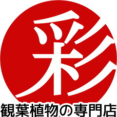 観葉植物の専門店  彩植健美