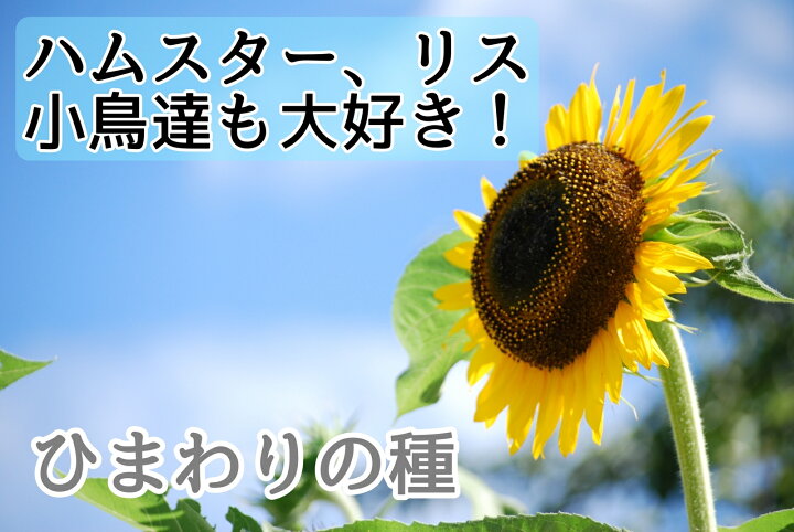 値下げ ひまわりのたね 小動物 小鳥用 500g 激安超特価