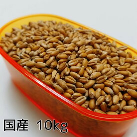 【国産】小麦 10kg こむぎ 鳩のえさ はとの餌 小鳥の餌 小鳥のえさ 国内産雑穀 飼料用 おやつ インコ オウム コムギ ヨウム 副食 餌 エサ おすすめ お勧め 野鳥
