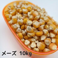 メーズ小粒(インド産)　10kg とうもろこし トウモロコシ ペット 小動物 鳥の餌 鳥のエサ ハムスターのお…