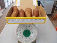 さいとう農園　ヤーコン芋　1kg　(食用芋)