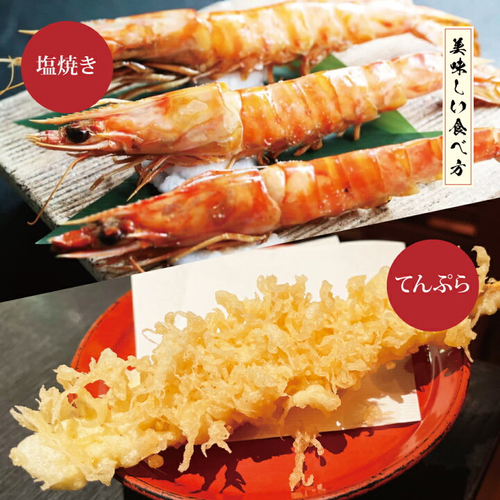 楽天市場 クーポン利用で Off 熊本県 天草産 車海老 500g 15 尾 熊本 天草 新鮮 お刺身 鮮度 海老 えび エビ くるま えび 御祝い お祝い 長寿 産地直送 紅白 内祝い ぷりぷり 鮮度抜群 獲れたて 簡単 調理 冷凍 クール便 車エビ 酒湊 楽天市場店 楽天市場 クーポン利用で Off 熊本県 天草産 車海老 500g 15 尾 熊本 天草 新鮮 お刺身 鮮度 海老 えび エビ くるま えび 御祝い お祝い 長寿 産地直送 紅白 内祝い ぷりぷり 鮮度抜群 獲れたて 簡単 調理 冷凍 クール便 車エビ 酒湊 楽天市場店
