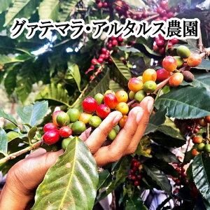 スペシャルティコーヒー・グァテマラ・ウエウエテナンゴ・アルタルス農園・Qグレード