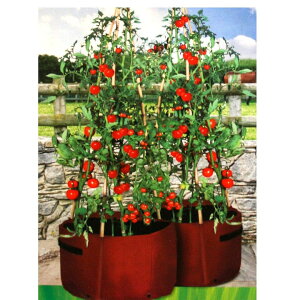 Haxnicks Tomato Patio Planters ߂zv^[  [t 2Zbg #00360