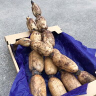 加賀蓮根 石川県産 れんこん 1kg 3kg 5kg 加賀野菜 伝統野菜 石川応援
