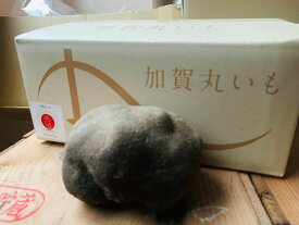 【新物】石川県能美市産　加賀丸いも　2023年度産　新物　1個　/　3kg（6－9個）/5kg（9－14個）　贈答用　加賀野菜　クーポンあり　マルイモ　丸イモ　冬　旬　野菜