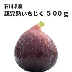 【超完熟】　石川県産　国産　いちじく　500g　冷凍　旬　厳選　フルーツ
