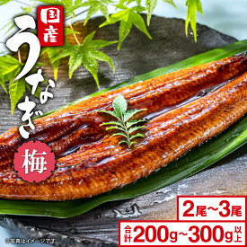 うなぎ 国産 鰻 ウナギ unagi かば焼き2尾～3尾 合計200g以上～300g以上「梅」長焼き お中元 限定 先行受付 贈答用 ギフト用 国産 うなぎ タレ 山椒付き 蒲焼き 丑の日 ギフト 誕生日 鰻楽 送料無料
