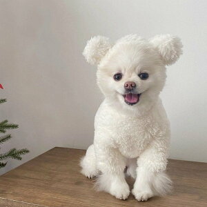 V H~̌ efB{[~ybg̃RLVir[xAH g炵 g싅 ~AE^[