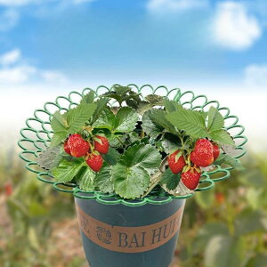 x_C`S͔| K[fjOc[ g A C`S͔|X^h