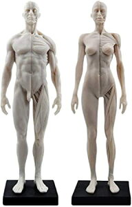 l̖͌^ l̃f jƏ 1Zbg 11C` 30cm l̋ؓ͌^  ؍i  CGyCeBO  1:6 X^ht (O[)