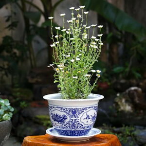 Ɣ̎AؔiZ~bNAؔgCʋC̉ԗ΂̐AARNV(29cm,C) [sAi]