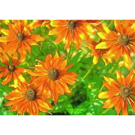 楽天市場 ジャノメギク 花 ガーデン Diy の通販