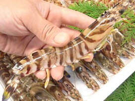 楽天市場 カテゴリ別商品ページ 海老 えび エビ 活くるま海老を氷で〆て未冷凍でお届け さかなのデパート三栄 楽天市場 カテゴリ別商品ページ 海老 えび エビ 活くるま海老を氷で〆て未冷凍でお届け さかなのデパート三栄