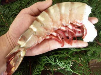 楽天市場 カテゴリ別商品ページ 海老 えび エビ 巨大天然海老シータイガー無頭 さかなのデパート三栄