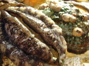 活エゾアワビ「1kg」