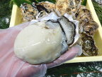 殻付き牡蠣は私キリタにお任せください！三栄の殻付き牡蠣セット