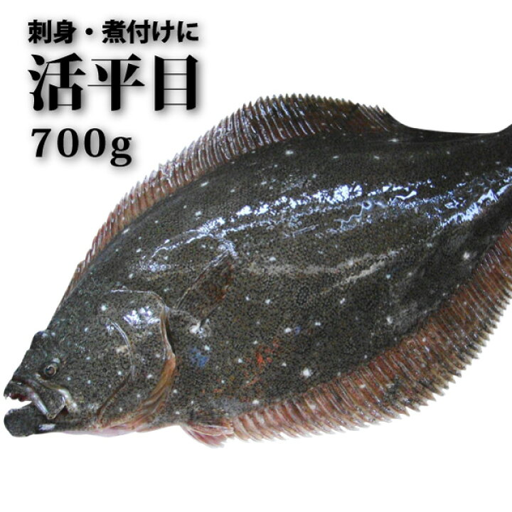 楽天市場 活きひらめ1尾700g ヒラメ 平目 激安 お刺身で 鮮魚 冷凍便 冷蔵便同梱可 魚屋の台所 寿商店