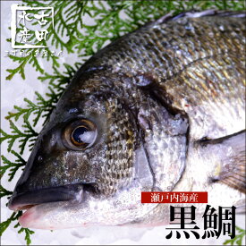 黒鯛 瀬戸内海産 別名「チヌ」ともよばれる黒鯛は広島県の県魚！白身で淡泊な味のため、刺身や塩焼き、煮付けなどの和風料理から、ソテーやムニエルなどの洋風料理にもよく合います。下処理もお任せ下さい 冷蔵便 ちぬ