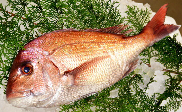 楽天市場 送料無料 瀬戸内海産 活〆天然鯛 0 5kg 縦 12cm前後 横 25 30cm 約 25cmのサイズ なので家庭のグリルにぴったり 瀬戸内で育った真鯛は身がしまり格別の旨さ 白身で淡泊な味わいは数多くの料理に向いています お祝い事にもおすすめです 送料無料 冷蔵 楽天市場 送料無料 瀬戸内海産 活〆天然鯛 0 5kg 縦 12cm前後 横 25 30cm 約 25cmのサイズ なので家庭のグリルにぴったり 瀬戸内で育った真鯛は身がしまり格別の旨さ 白身で淡泊な味わいは数多くの料理に向いています お祝い事にもおすすめです 送料無料 冷蔵