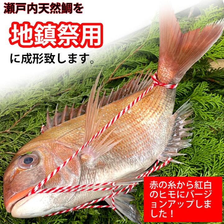 楽天市場】地鎮祭用 天然鯛 真鯛 瀬戸内海産 《0.5kg前後(縦:25-30cm 