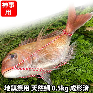 n՗p VR ^ ˓CY s0.5kgO(c:25-30cmO :12cm)tn グ  t hg j t ^ j ˓C VR^  ₵ ςz  V