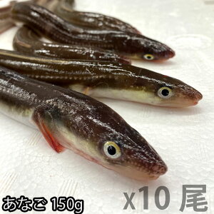 Y  q J 1150g ͊؍i①ցj Vst Ȃ AiS όq Ă q qVՂ