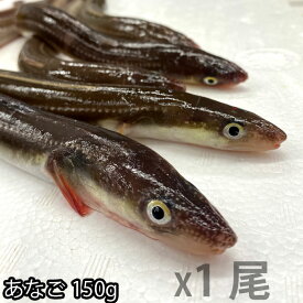 長崎産 朝〆 生 穴子 開き 約150g X1尾 ～10尾（冷蔵便） 骨 レシピ付き あなご アナゴ 煮穴子 白焼き 穴子丼 穴子天ぷら