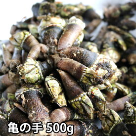 亀の手 生 500g～2kg 未冷凍 かめのて カメノテ （冷蔵便）