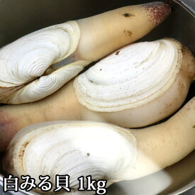 白ミル貝 活き（4個～6個）約1kg～約3kg しろみるがい シロミルガイ 貝 白みる貝 生きてる 冷蔵便