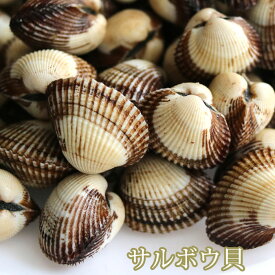 サルボウ 貝 約1kg 愛知もしくは韓国 赤貝に似ている さるぼうがい サルボウガイ 殻付き（冷蔵便）