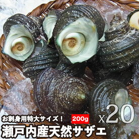 瀬戸内産 天然サザエ 特大 約200gX1個～40個 お刺身 バーベキュー つぼ焼き 海鮮バーベキュー 花見 海鮮 お祝い お土産 さざえのつぼ焼 大きめ 魚介類 貝 サザエ さざえ 栄螺 BBQ 海鮮 食べ物 魚介 水産 御年賀 御歳暮 ギフト バター焼き アヒージョ