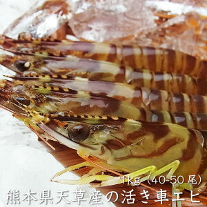 ԃGr 1kgi40-50jF{Ȃǂ̍Y  CV Ԃсi①ւ͏퉷ցj