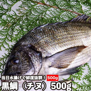 魚 クロダイ 魚の人気商品 通販 価格比較 価格 Com