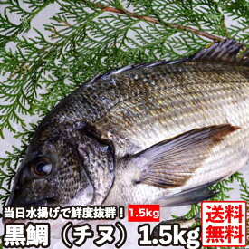 楽天市場 鯛 刺身 タイの種 しゅ クロダイ チヌ の通販