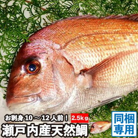 【同梱専用】活〆 天然鯛 真鯛 瀬戸内海産《2.5kg前後(縦:55-60cm前後 横:20cm)》冷蔵便 地鎮祭 棟上げ 鯛 尾頭付き 刺し身 お祝い 尾頭付き 真鯛 お食い初め 入学 卒業 祝い事 瀬戸内海 天然真鯛 冷蔵便 お造り 煮物 お吸い物 お中元 お歳暮 結納 お供え 活〆 天然 血抜き