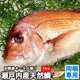 【同梱専用】活〆 天然鯛 真鯛 瀬戸内海産 《1.0kg前後(縦:30-35cm前後 横:14cm)》 冷蔵便 地鎮祭 棟上げ 鯛 尾頭付き 刺し身 お祝い 尾頭付き 真鯛 お食い初め 入学 卒業 祝い事 瀬戸内海 天然真鯛 冷蔵便 お造り 鯛しゃぶ 煮物 お中元 お歳暮 結納 お供え