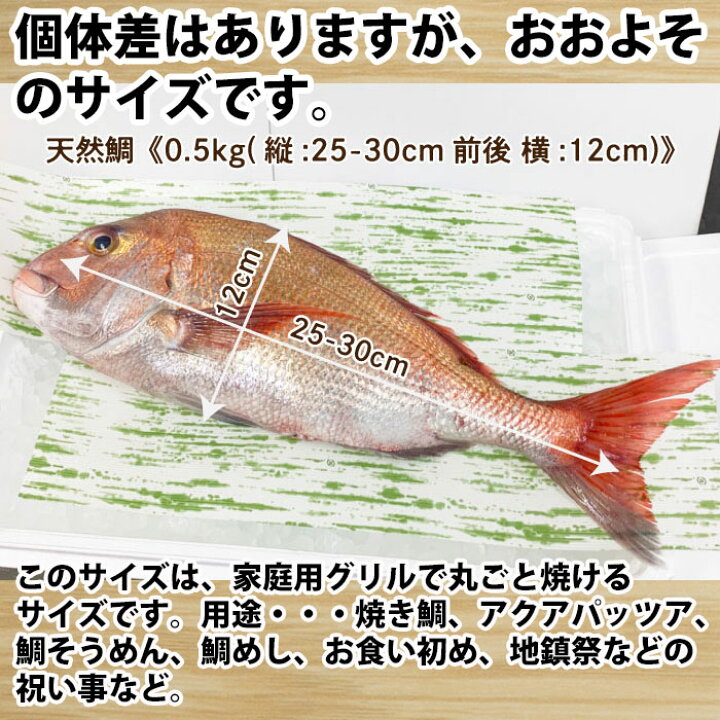 楽天市場 送料無料 活〆 天然鯛 真鯛 瀬戸内海産 0 5kg前後 縦 25 30cm前後 横 12cm 冷蔵便 地鎮祭 鯛 尾頭付き 刺し身 お祝い 尾頭付き 真鯛 お食い初め 入学 卒業 祝い事 瀬戸内海 天然真鯛 送料無料 お造り 鯛しゃぶ 煮 お中元 お歳暮 結納 お供え 活〆 天然
