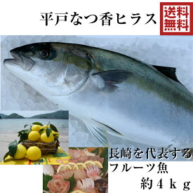 青空レストラン フルーツ魚 送料無料　平戸なつ香 ヒラス　約4kg　長崎を代表する フルーツ 魚！調理しやすいように内臓を取り除いて発送します　ヒラマサ　刺身　活〆　みかん　オレンジ 青空レストラン　兄弟　贈答品　お歳暮　お中元　母の日　ギフト