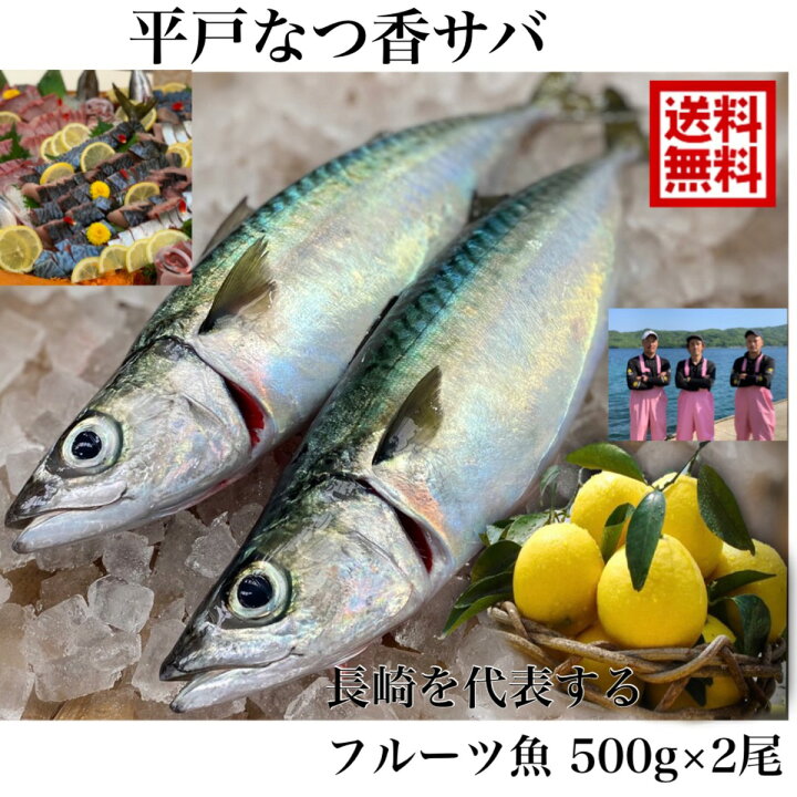 楽天市場 青空レストラン に出た フルーツ魚 送料無料 平戸なつ香サバ 約500ｇ 2尾 長崎 を代表する フルーツ魚 調理しやすいように内臓を出して発送します サバ 鯖 刺身 生サバ ゴマサバ 活〆 みかん オレンジ 青空レストラン ブリ 兄弟 養殖 坂野水産 楽天市場店