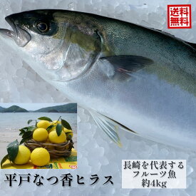 フルーツ魚 送料無料　平戸なつ香 ヒラス 約4kg 長崎を代表する フルーツ 魚！調理しやすいように内臓を取り除いて発送します ヒラマサ 活〆　みかん オレンジ 母の日　ギフト