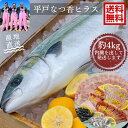 青空レストラン に出演！ フルーツ魚 送料無料　平戸なつ香 ヒラス 約3-4kg 長崎を代表する フルーツ 魚！調理しやすいように内臓を取り除いて発送します ヒラマサ 活〆　みかん オレンジ 母の日　ギフト