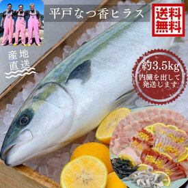 青空レストラン に出演！ フルーツ魚 送料無料　平戸なつ香 ヒラス 約4kg 長崎を代表する フルーツ 魚！調理しやすいように内臓を取り除いて発送します ヒラマサ 活〆　みかん オレンジ 母の日　ギフト