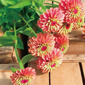 【サカタのタネ公式】 ジニア（百日草） クイーン レッドライム 花 種 約40粒 小袋 夏 秋 レッド 鉢植え 地植え 家庭菜園 栽培 ガーデニング 園芸 ジニア（百日草） じにあ（百日草） 種子 タネ たね