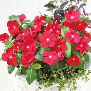 yTJ^̃^lz j`j`\E T_[(R) bh   30  t܂  H bh A nA ƒ؉ ͔| K[fjO | j`j`\E ɂɂ q ^l 