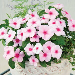 yTJ^̃^lz j`j`\E T_[(R) Xgx[   30  t܂  H sN A nA ƒ؉ ͔| K[fjO | j`j`\E ɂɂ q ^l 